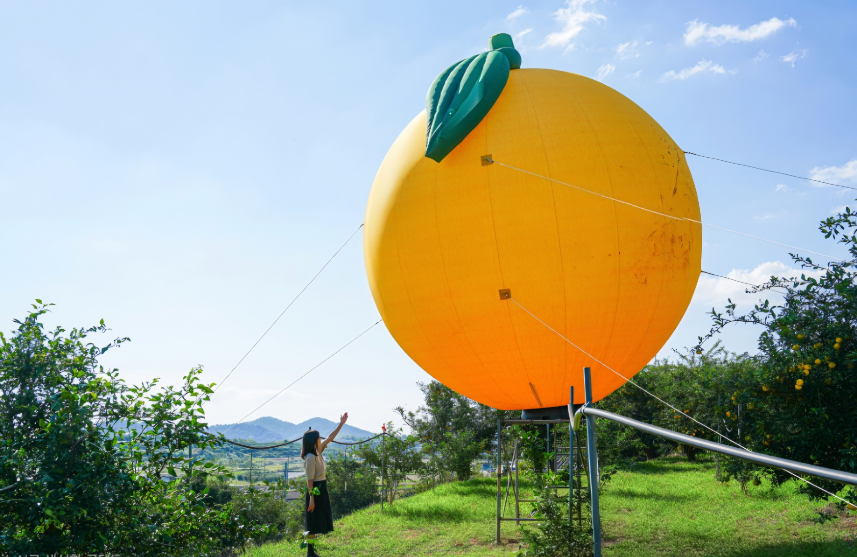 고흥유자축제 유자따기